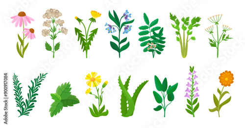 Medical herbs. Cartoon calendula chamomile aloe and mint leaf. Parsley and thyme plants, green nature healing elements neoteric vector set