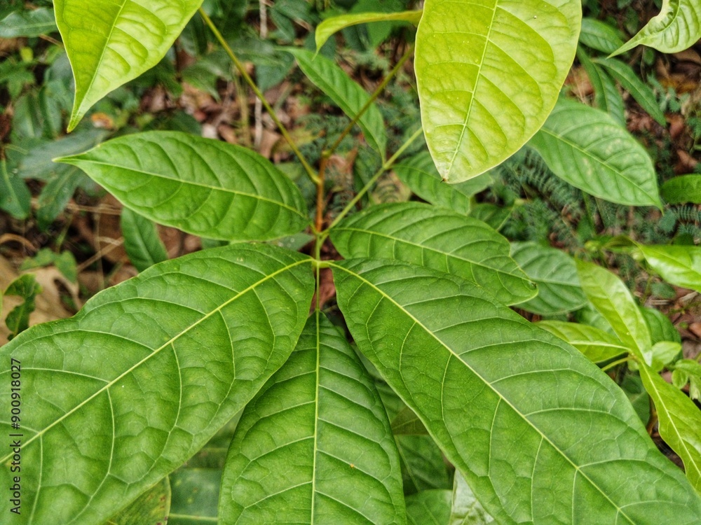 Green forest leaves close up. Green forest leaves Green forest leaves close up. Green forest leaves