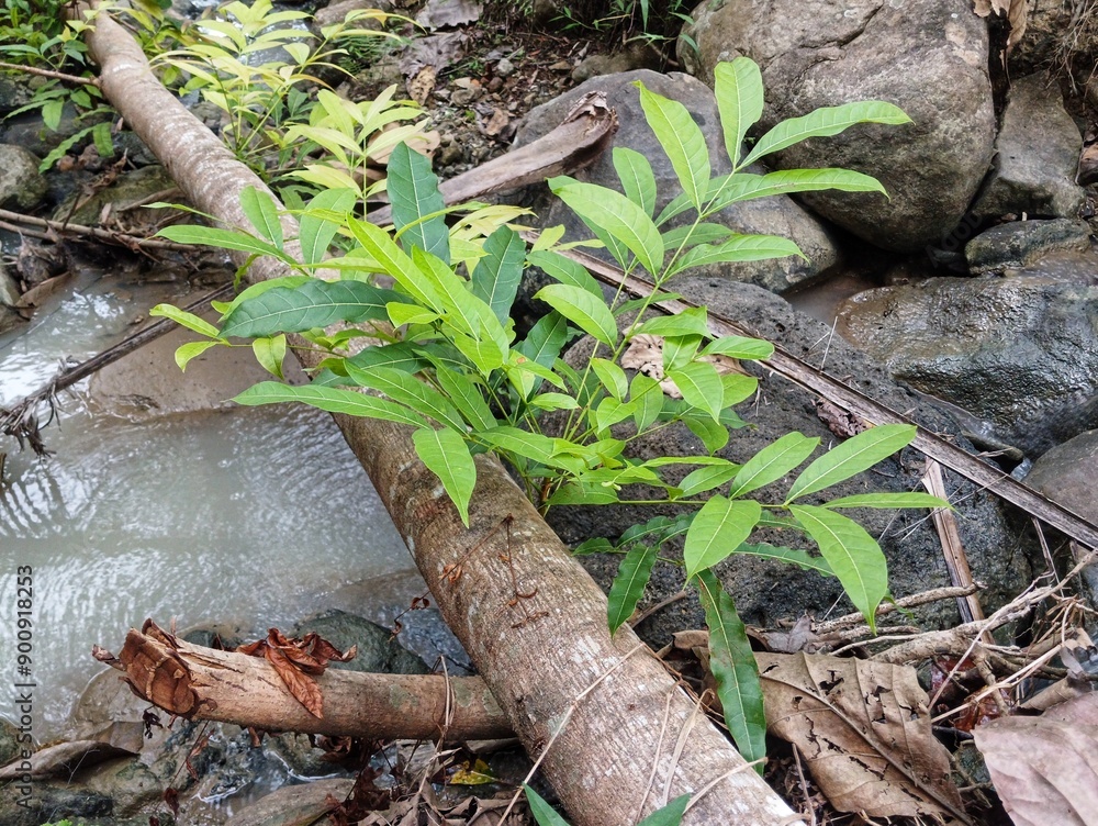 Tropical background with green plants seen close up after rain. Natural leaf Tropical background with green plants seen close up after rain. Natural leaf