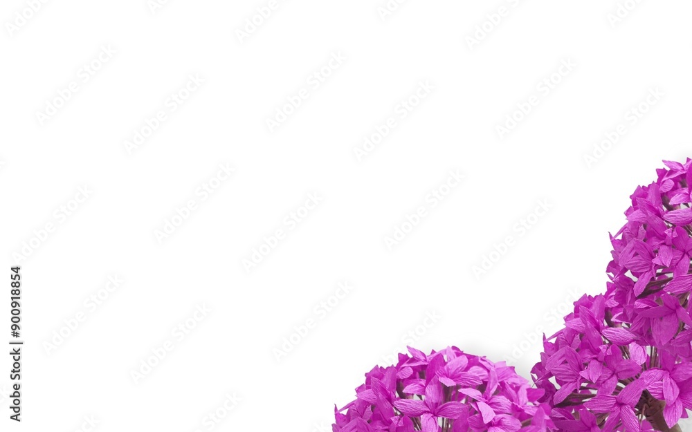 Frame made of pink flowers on a background. Top view with copy space. Flat design Frame made of pink flowers on a background. Top view with copy space. Flat design