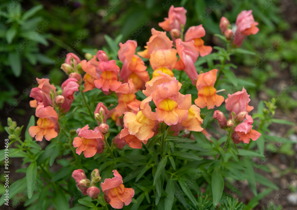 Antirrhinum known as dragon flower or snapdragon Antirrhinum known as dragon flower or snapdragon