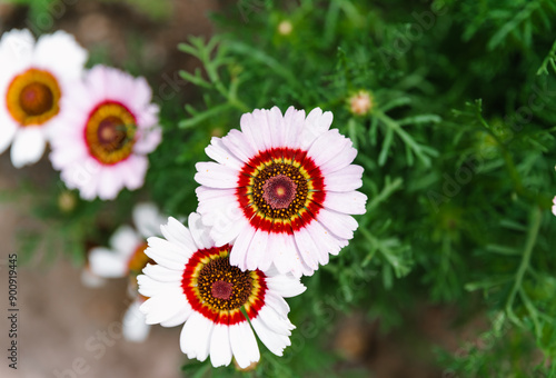 Ismelia carinata, the tricolour chrysanthemum, tricolor daisy or annual chrysanthemum close up photo