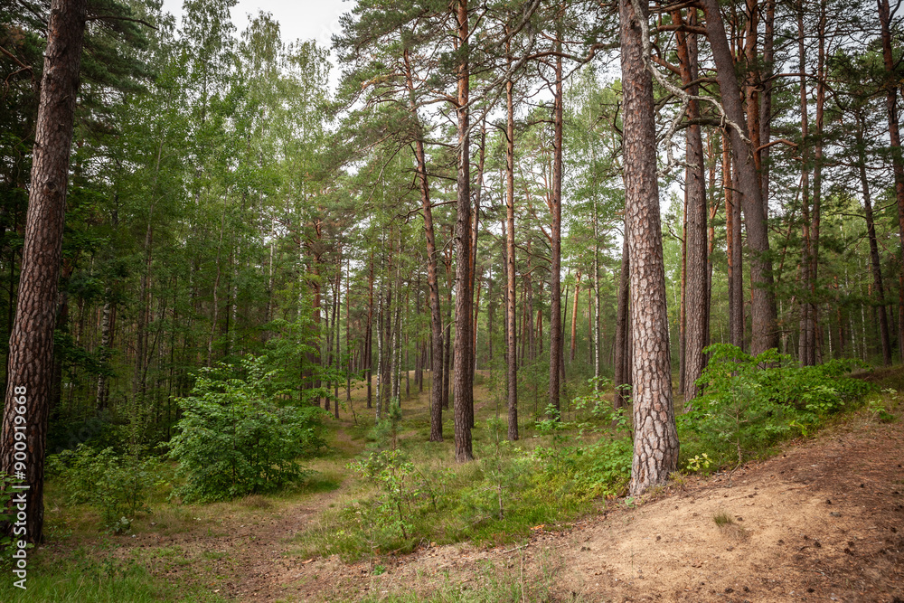 A dense Latvian forest featuring tall fir and pine trees, showcasing the lush greenery of the region. A dense Latvian forest featuring tall fir and pine trees, showcasing the lush greenery of the region.