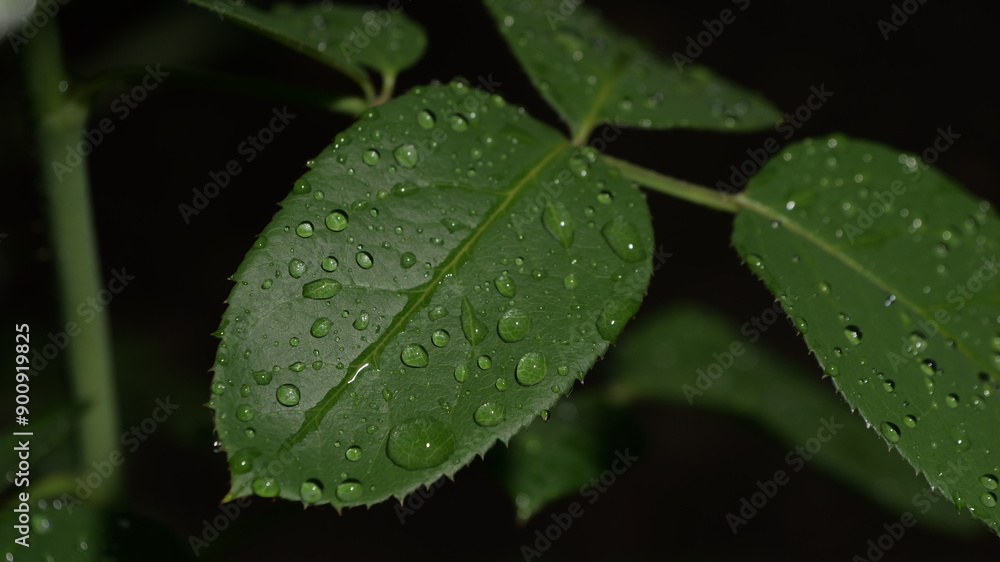 A leaf with raindrops on it A leaf with raindrops on it