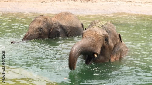elephants in the water