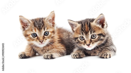 Wallpaper Mural Two small kittens isolated on a white background : Generative AI Torontodigital.ca