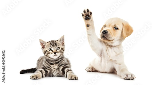 Portrait of an adorable Labrador puppy and Scottish Straight kitten waving their paws isolated on a white background : Generative AI