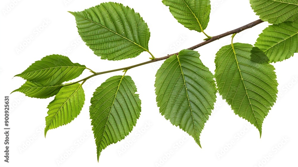 Branch of fresh green elmtree leaves isolated on white : Generative AI Branch of fresh green elmtree leaves isolated on white : Generative AI