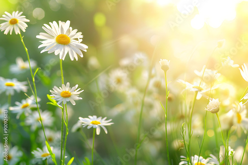 Chamomile field at golden hour, spring nature background