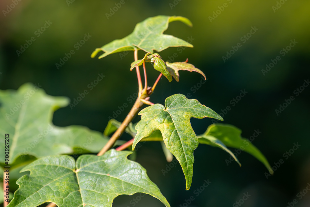 leaves of a tree in the sunshine leaves of a tree in the sunshine