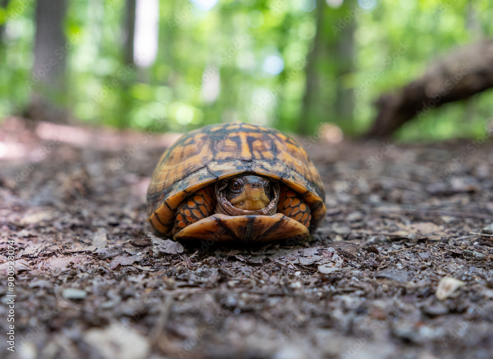 Obraz premium Eastern box turtle 