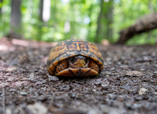 Eastern box turtle
