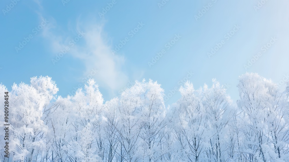 Snowy white trees from below against blue sky, winter panoramic background with copy-space. Snowy white trees from below against blue sky, winter panoramic background with copy-space.