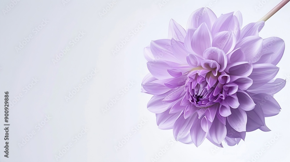Beautiful fresh purple Dahlia flower falling in the air isolated on white background Levitation or zero gravity conception High resolution image : Generative AI Beautiful fresh purple Dahlia flower falling in the air isolated on white background Levitation or zero gravity conception High resolution image : Generative AI