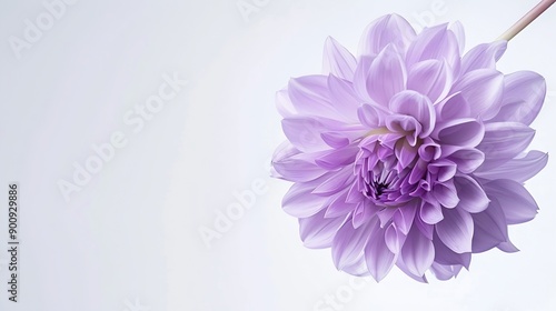 Beautiful fresh purple Dahlia flower falling in the air isolated on white background Levitation or zero gravity conception High resolution image : Generative AI