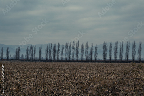 Cachapoal Valley Scenery