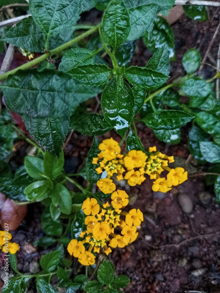 Yellow Lantana Camara, Yellow Lantana Plant Yellow Lantana Camara, Yellow Lantana Plant