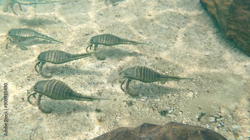 An animation of Eurypterids (Sea Scorpions) on a Silurian Period seafloor 418 million years ago. photo