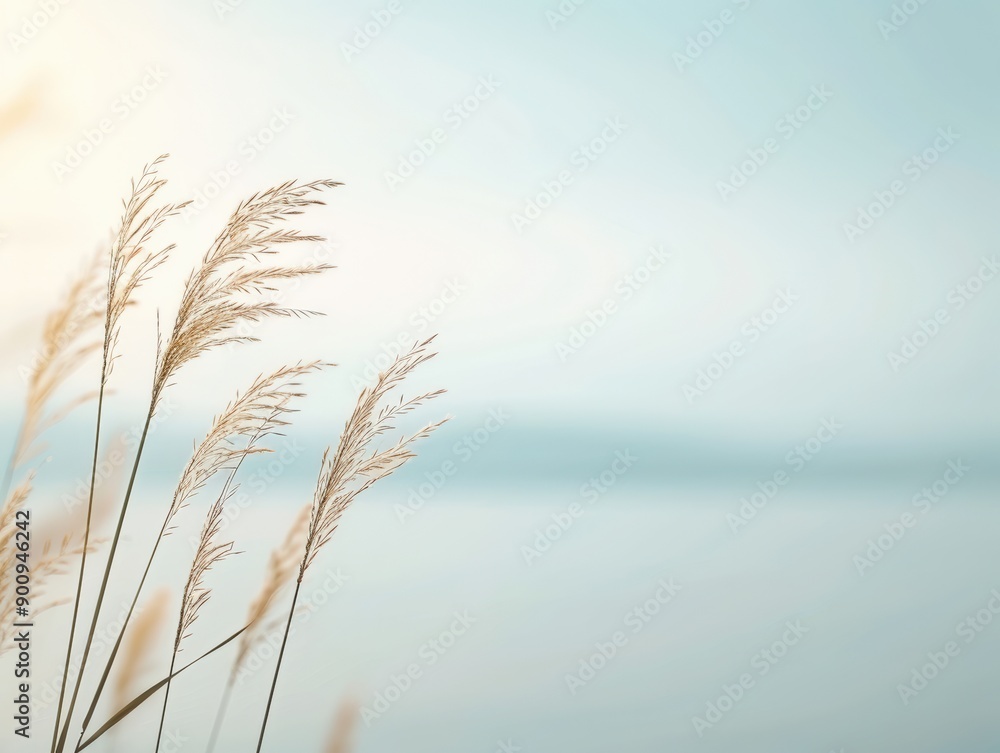 Serene landscape featuring soft grasses against a tranquil sky, creating a peaceful ambiance for nature lovers and photographers. Serene landscape featuring soft grasses against a tranquil sky, creating a peaceful ambiance for nature lovers and photographers.