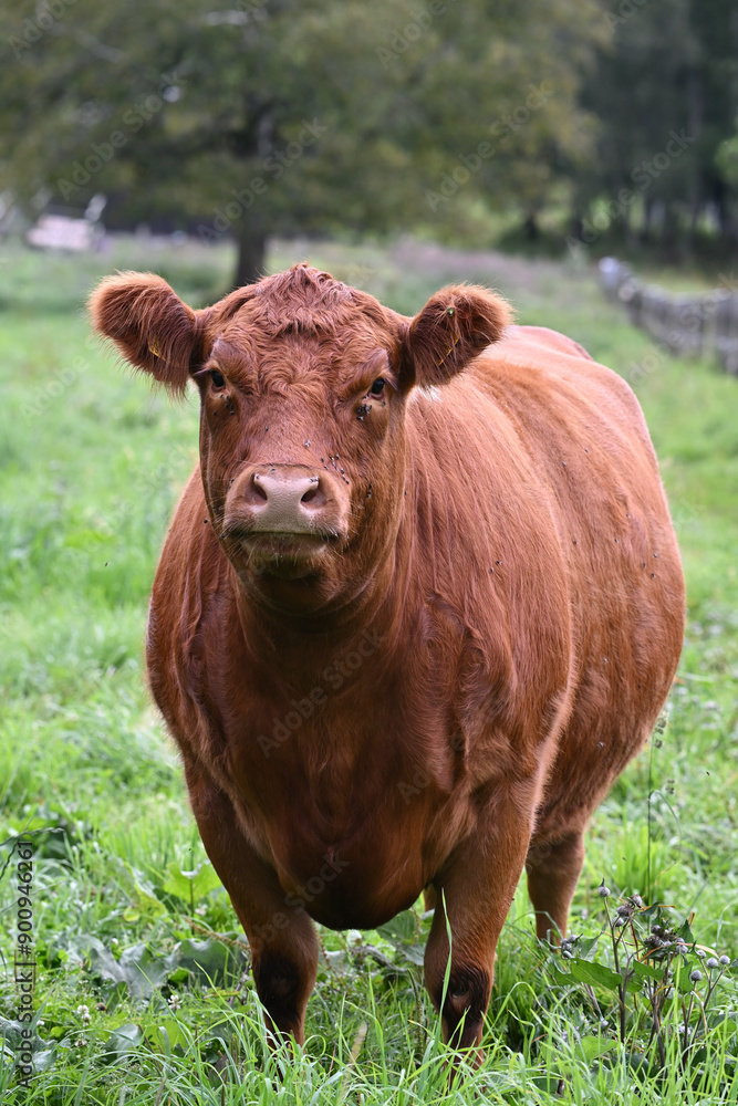 limousin red angus cross cattle animals farm limousin red angus cross cattle animals farm