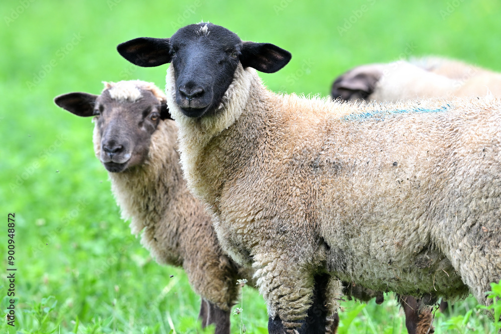 Naklejka premium sheep domestic suffolk animals farm