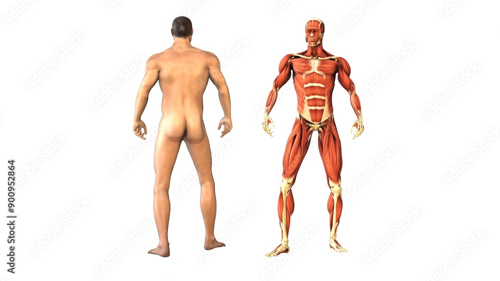Human body and muscles with loopable rotation Human body and muscles with loopable rotation