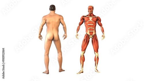 Human body and muscles with loopable rotation