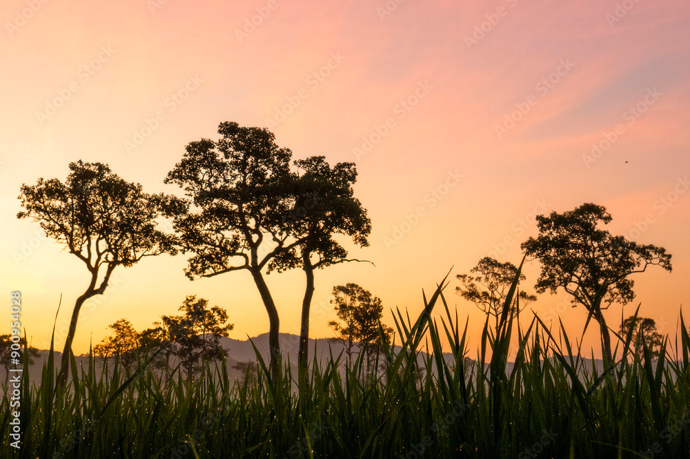 Obraz premium Golden sunshine sky tropical tree fields in sunny morning. Silhouette tree gold dawn mountain in spring season. Sustainable scenic meadow misty fog forest in countryside. Amazing landscape greenery