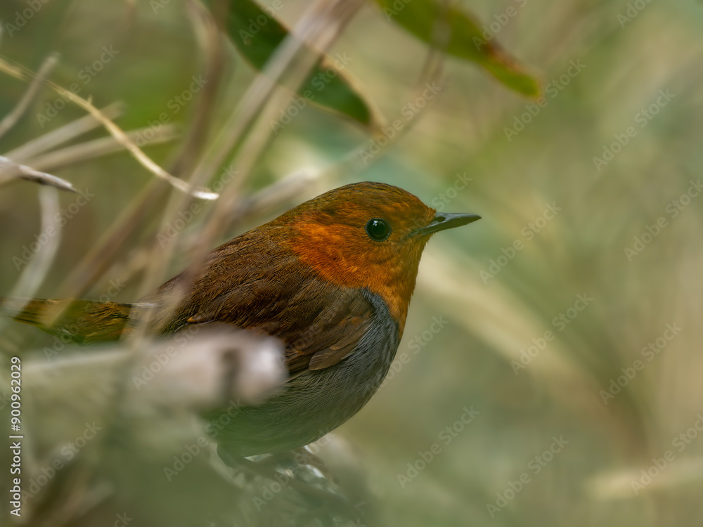 Fototapeta premium 森の中で深い藪の中でエサを探しているコマドリの雄