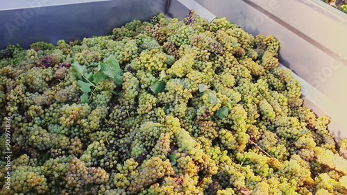 Harvest season. Trac full of freshly grapes standing in fruit garden photo