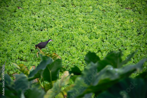 The white-breasted waterhen is a waterbird of the rail and crake family, Rallidae, that is widely distributed across South and Southeast Asia. photo