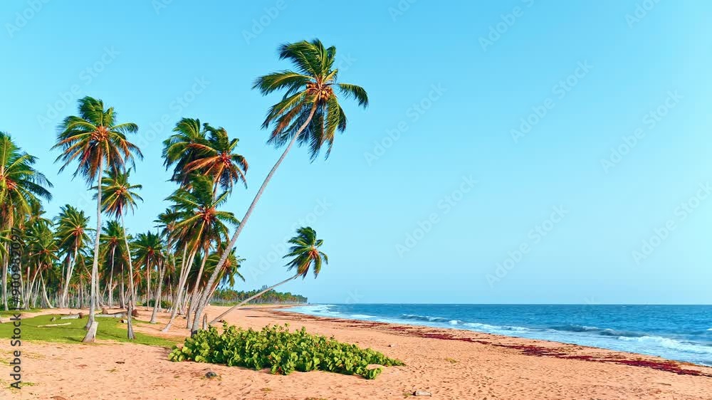 Dominican paradise beach with palm trees on a sunny summer morning. Beautiful tropical coastline of the Caribbean Sea. Landscape of the nature of the sea island. Summer holidays at sea. Dominican paradise beach with palm trees on a sunny summer morning. Beautiful tropical coastline of the Caribbean Sea. Landscape of the nature of the sea island. Summer holidays at sea.