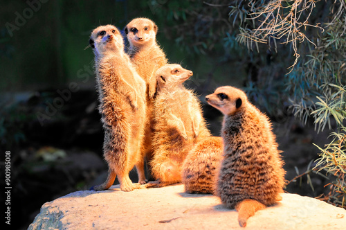 Eine Gruppe von Erdmännchen, in einer nächtlichen Zoo-Umgebung stehend, Erdmännchen oder Surikate (Suricata suricatta), captive, Vorkommen im südlichen Afrika photo