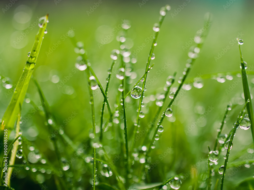 Naklejka premium Water droplets on grass