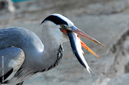 Graureier (Ardea cinerea) mit Fisch, Tierpark, Baden Württemberg, Deutschland, Europa photo