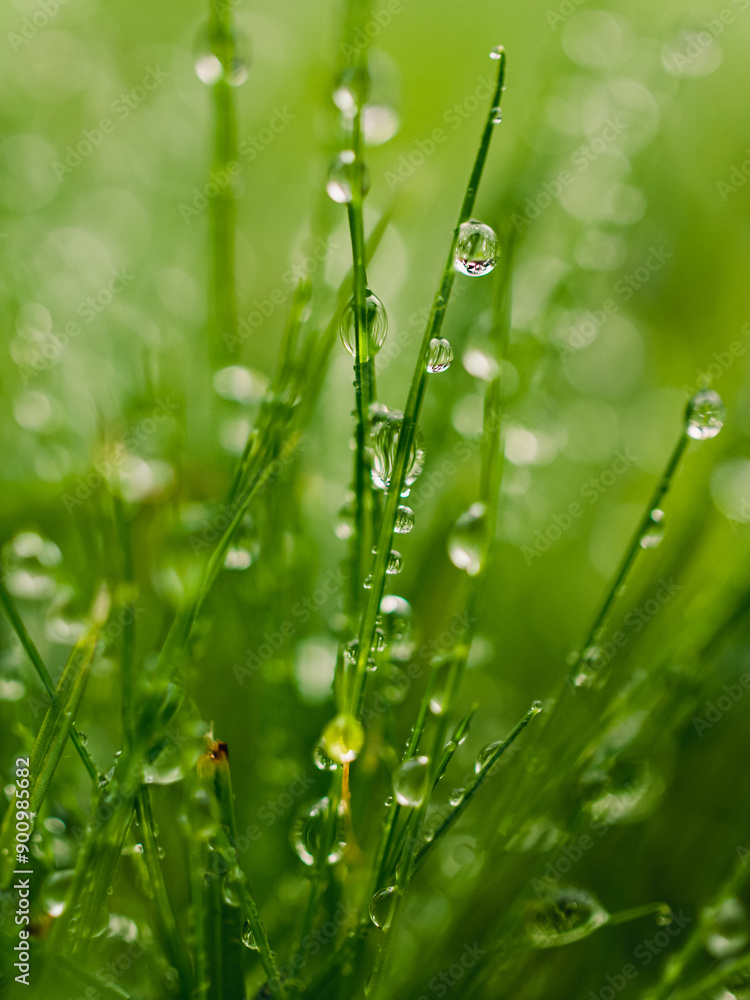 Naklejka premium Water droplets on grass