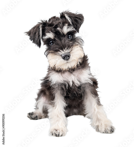 Photos Miniature schnauzer puppy sitting with head tilted isolated