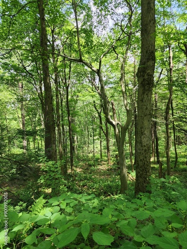 forest in the morning