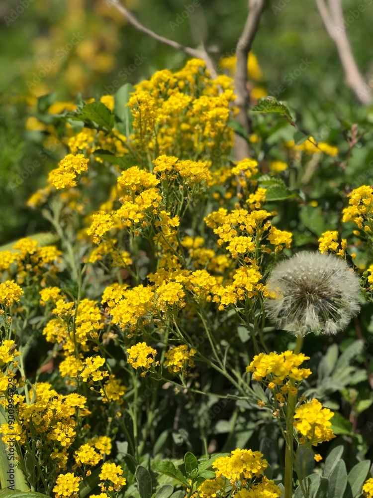 Obraz premium Wild Flower