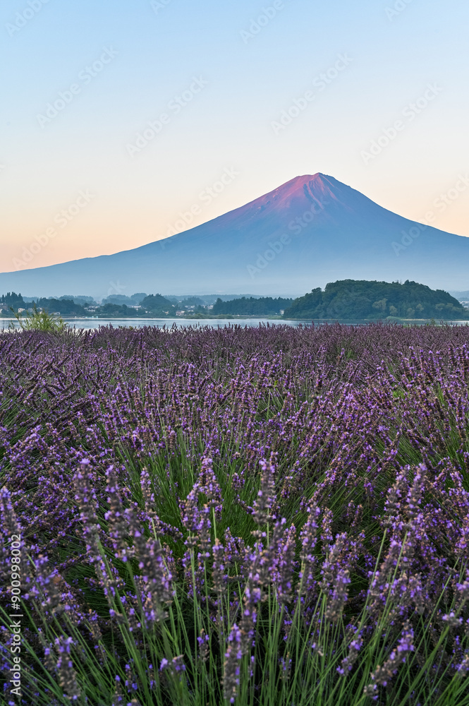 山梨県河口湖とラベンダー畑と富士山 山梨県河口湖とラベンダー畑と富士山