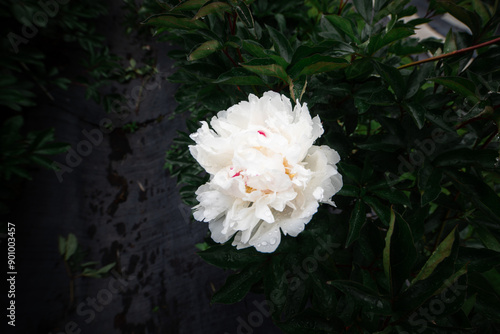 Raindrops On White Peony photo