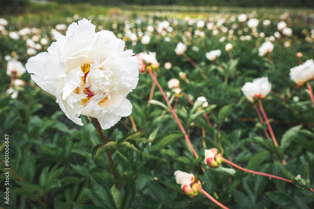 White Flowers Blossoming In Field White Flowers Blossoming In Field
