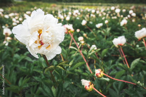 White Flowers Blossoming In Field