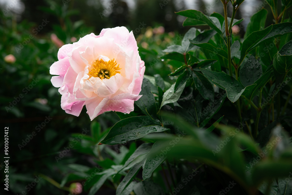 Obraz premium Beautiful Blush Pink Peony