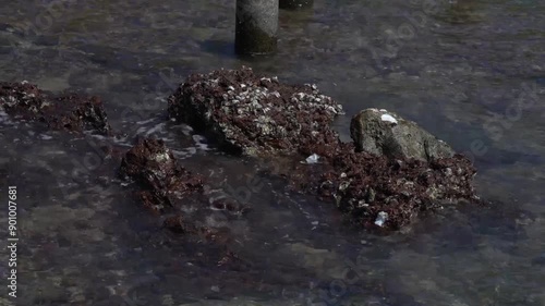 How about this: “A crab and sea urchins on the beach and rocks by the ocean” photo