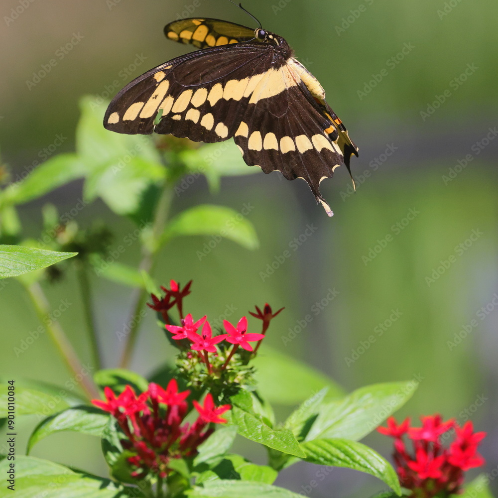 Fototapeta premium Yellow and black Florida Swallow-tailed butterfly on pink flower