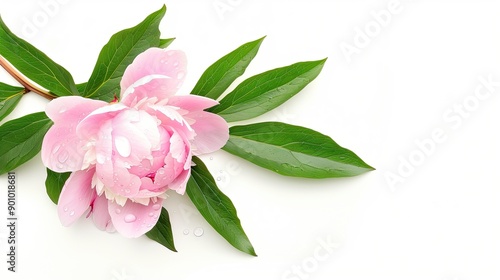  Peony Flower with Dewdrops,