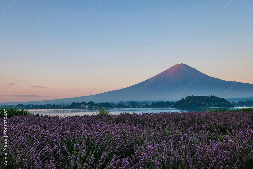 Naklejka premium 河口湖とラベンダー畑と富士山