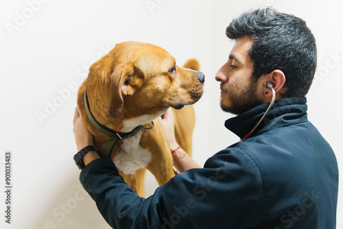 A veterinarian is taking a dog's vital signs