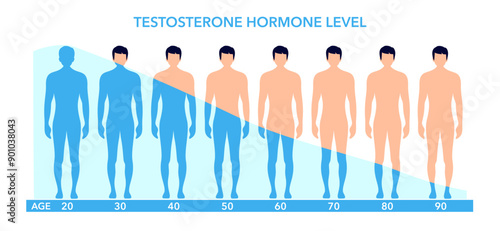 Testosterone level chart. Male hormone production by age diagram vector infographic. Hormones in male body.